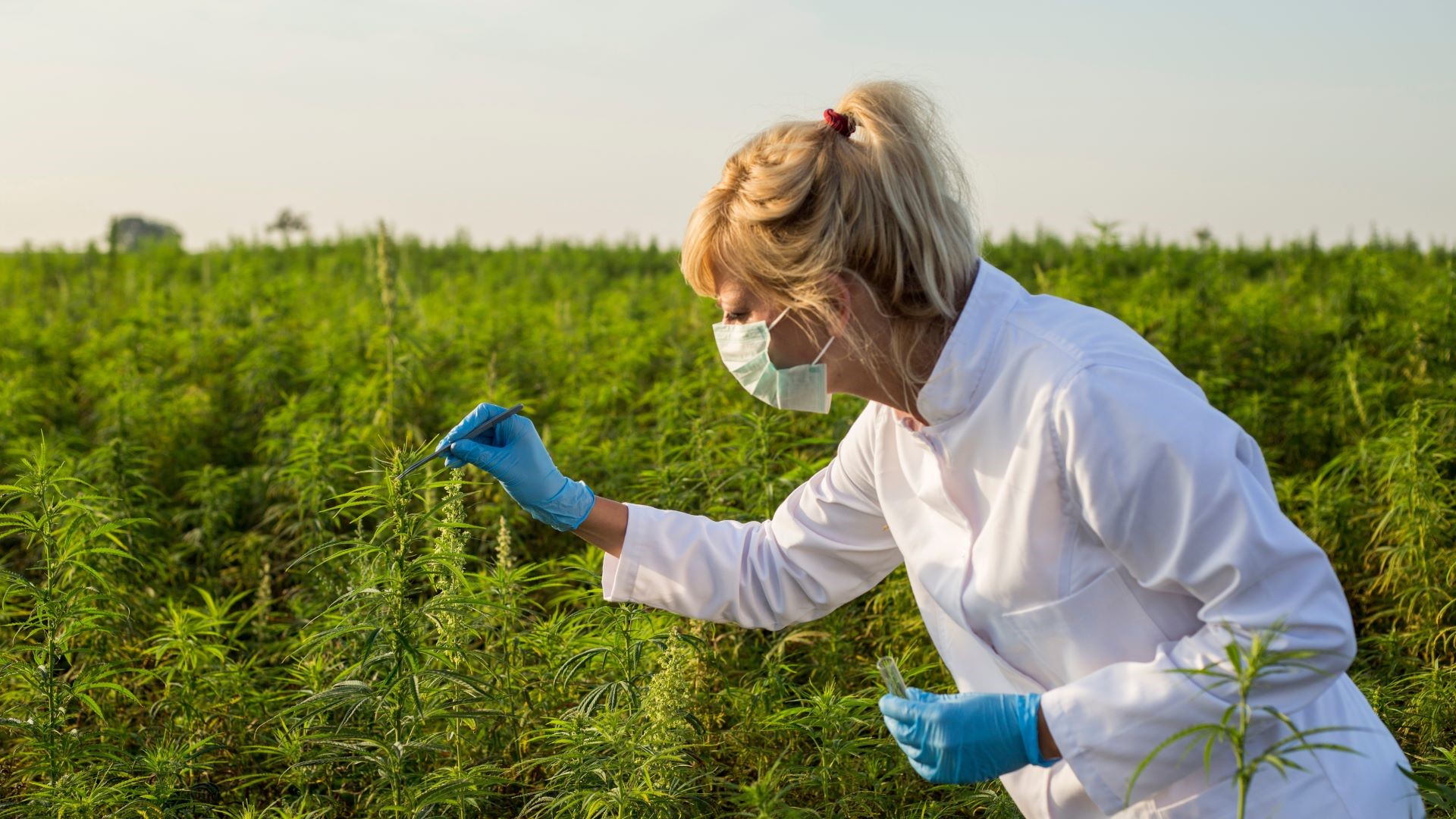 You are currently viewing Extraction Methods and Lab Testing in the Hemp Industry